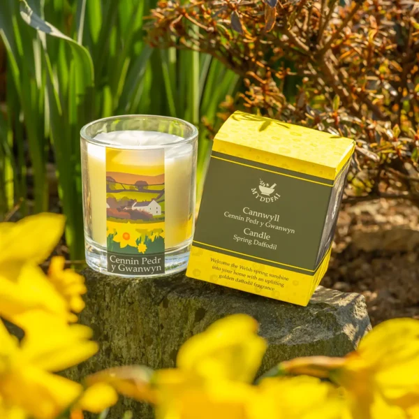 Candle Cennin Pedr y Gwanwyn (Spring Daffodil)