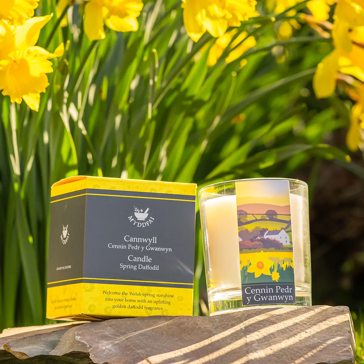 daff candle 03